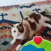 manuelabattistell6