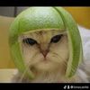 limecat46