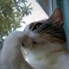 gatito3.05