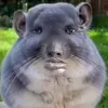 _samuel513