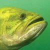 bass_fishing36
