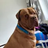 bentleybootheddb