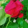 aliusear8177