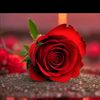 user257210347