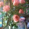 khaing.khaing8303