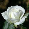naaz2658
