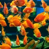 fish_squads