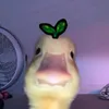 duck.ampro