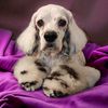 petite.paw.grooming