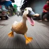 lepetitcanard62