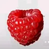 ananas4305
