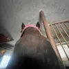 amelka_showjumper_