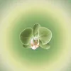 acha_ok21