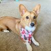 millie_thecorgi_