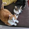 Pixel&Momo
