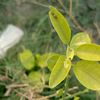 umair_amjad003