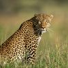 leopard4387