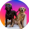 theduggardogs