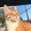 winstonuniqueorangecat2