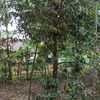 konay3366