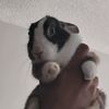 comradebunny83.5