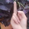 acquyfife9