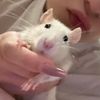 mouse1wiwi