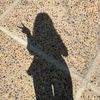 star_lvcies1