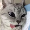 popot_grrr