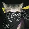 zeva_342