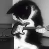 theval_cat