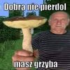 maszgrzyba46