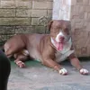 lasaboia1