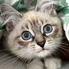arktiskitty