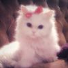 .tala302