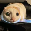 chi_chan000