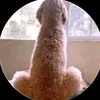 cobaka_467