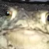 ultra.chapi.exe