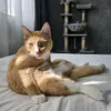 simba.n.pumba