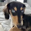 poggytheblueeyedoggy