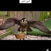 user5611614494218
