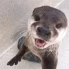 rengar_sla
