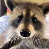 fendii.bandzz