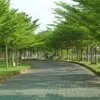 chim.ha.tuyn.quang