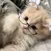 allie.hana