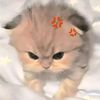 lily.lilyer.1234
