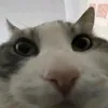 tai_mt237