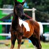 alfasie_stable