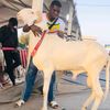 baye fall