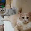 pemburu.bayang27